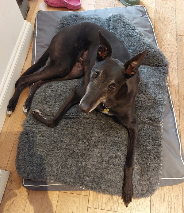 A black greyhound named Bullet lying on a grey plush grey wool mat on top of a dog bed, placed on a light wood floor.