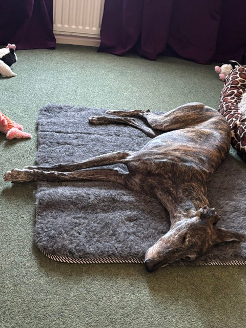 A brindle galgo  lying on its side sleeping on a grey wool pet mat on a green carpeted floor, with a dark purple upholstered chair visible on the left.