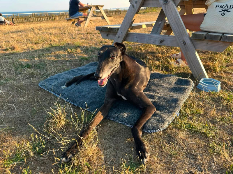A black greyhound lies on a grey wool mat on dry grass outdoors near a wooden picnic table, with a beach and seated people in the background.