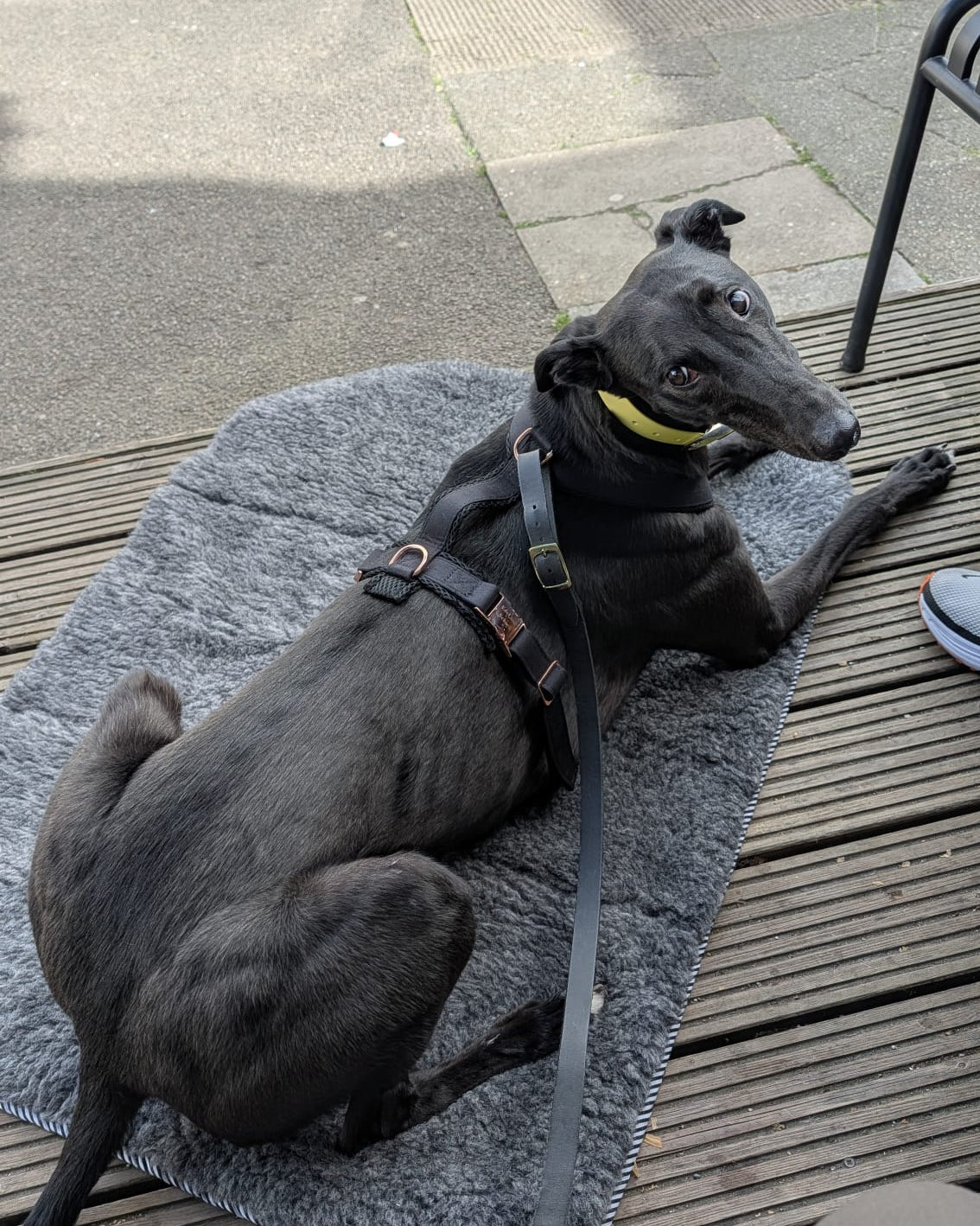 Dog lying on a large travel mat on a wooden deck with a street in the background