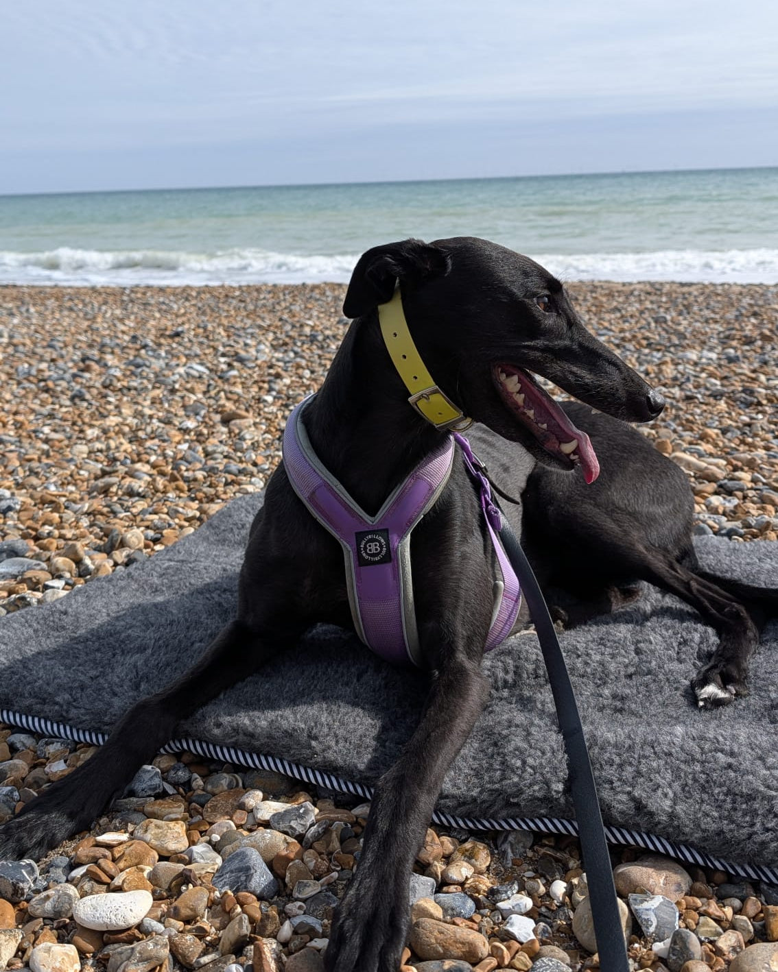 greyhound lying on travel mat on beach