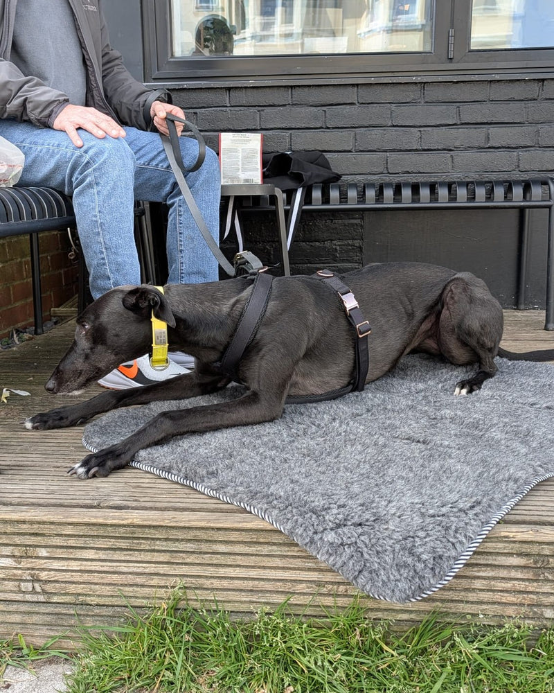 A black greyhound lying on a wool fleece mat next to a person sitting in the background