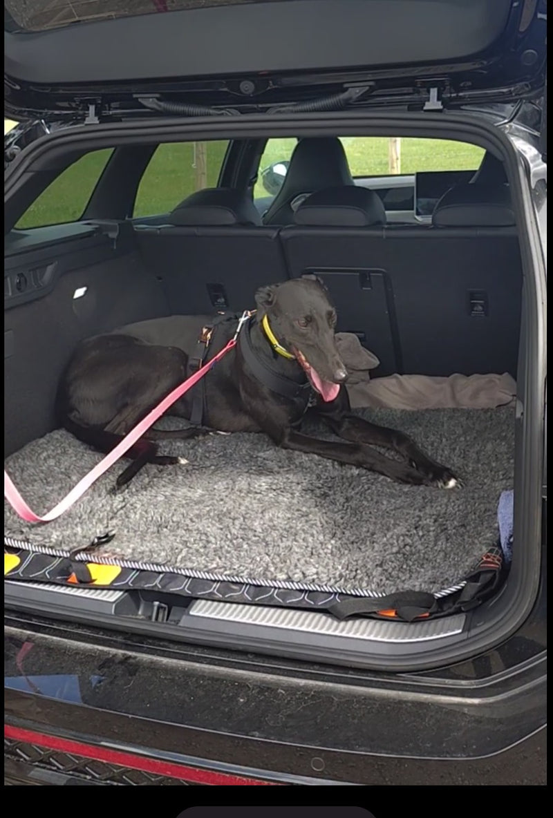 A black greyhound lying on a grey wool mat inside the open trunk of a black car, wearing a pink leash and a yellow collar.