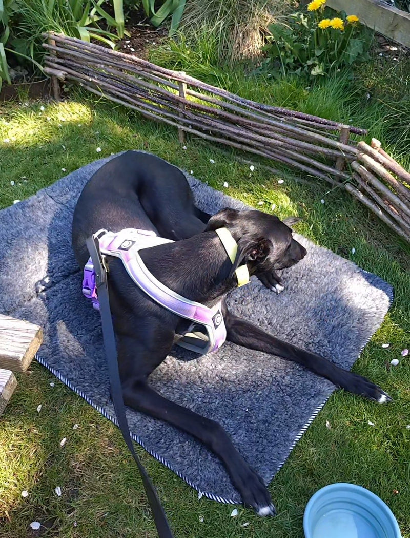A black greyhound lying on a grey wool mat outdoors on grass, wearing a pink and white harness with a black leash attached.