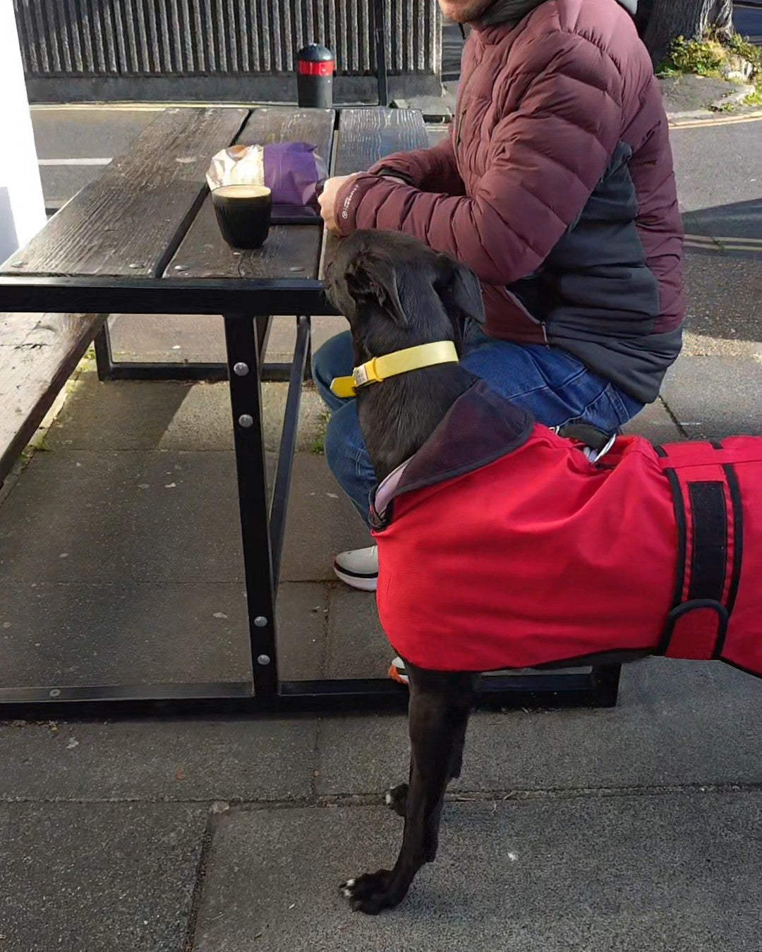 Greyhound standing wearing a red raincoat eyeing a coffee.