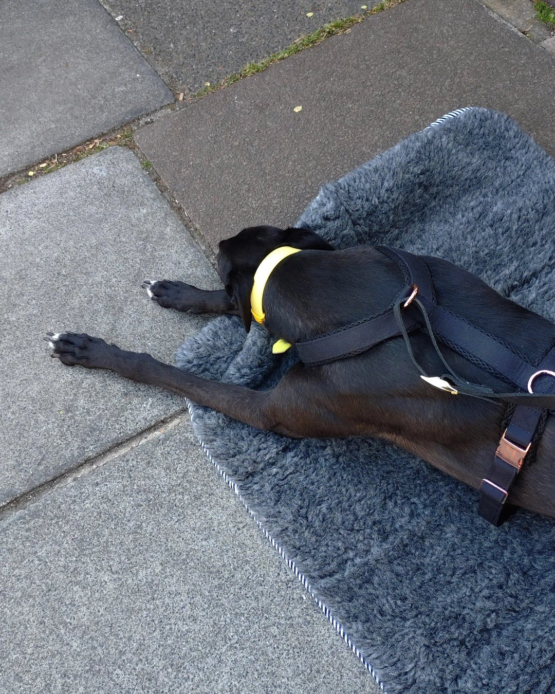 Black greyhound lying on a grey wool mat with a yellow collar on a stone pavement.
