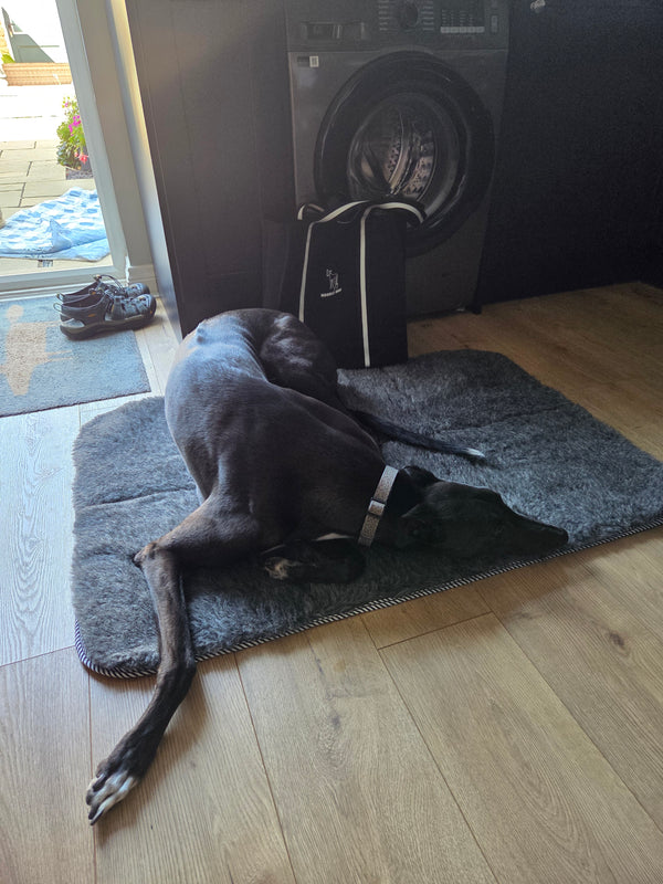 A black greyhound named Wilson lies on a grey wool fleece mat on a light wood floor, next to a black washing machine and near an open door.