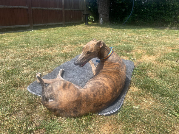 A brown and black brindle greyhound lying on a grey wool mat on a grassy lawn.