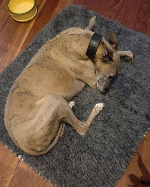 A tan brindle whippet wearing a black collar rests curled up on a dark grey wool mat on wooden floor.