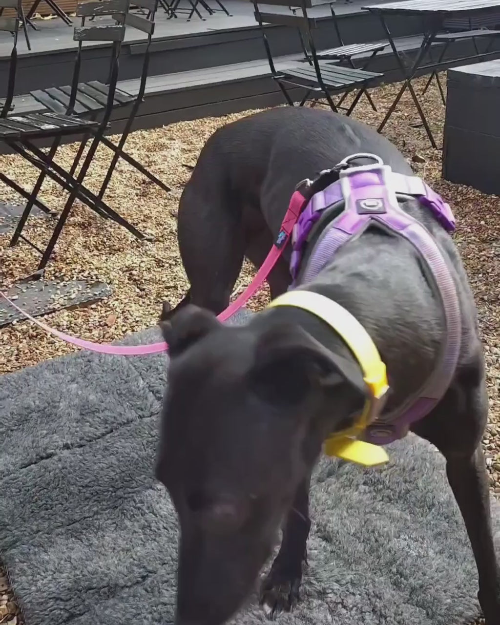 Greyhound Travel Mat for Large Dogs | Noodle Dog