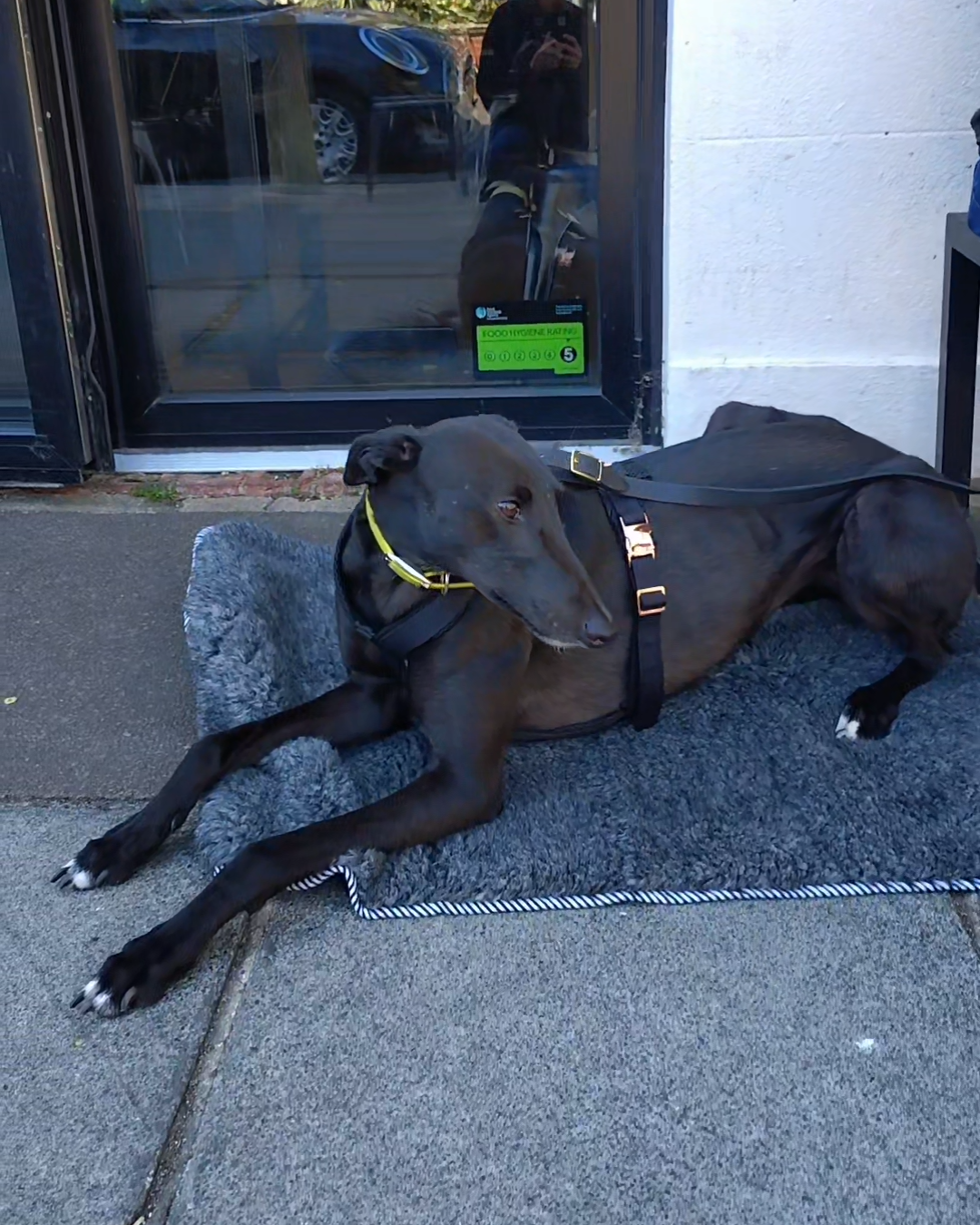 A black greyhound wearing a black harness lies on a grey wool mat with balck and white stripe edge on a concrete sidewalk in front of a glass door.